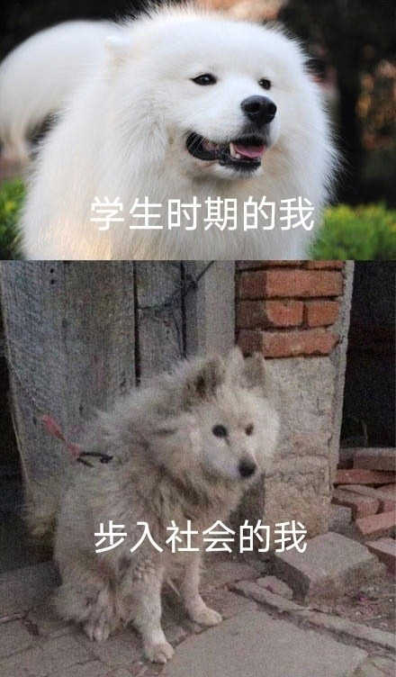 雙非大三，績點低，想去香港留學來得及嗎？怎么補救？